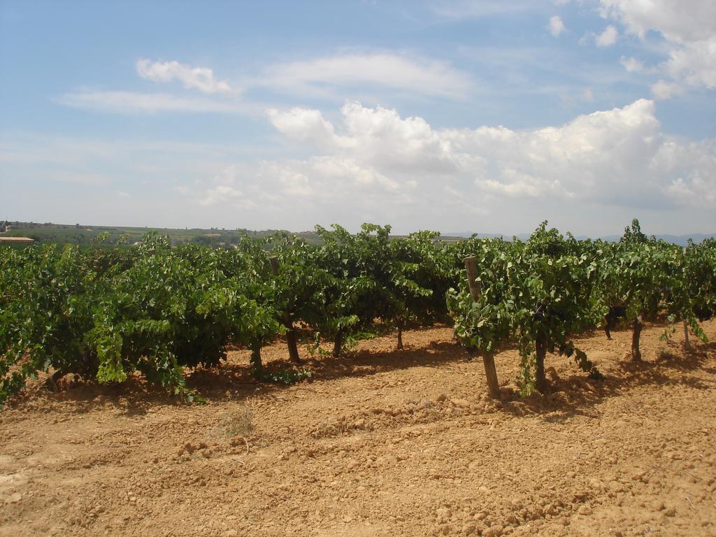 Gasthaus Agroturisme Cal Jeroni Avinyonet del Penedes Exterior foto